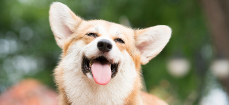 Corgi,Dog,Smile,And,Happy,In,Summer,Sunny,Day